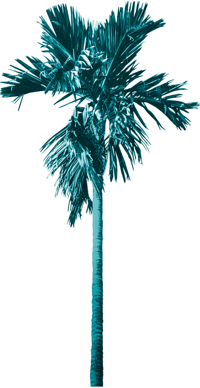 Loony palmier bleu un